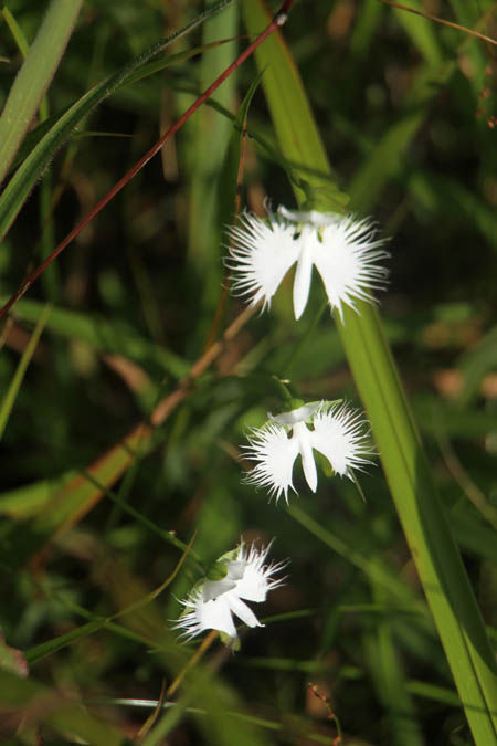 サギソウ Fukko Photo