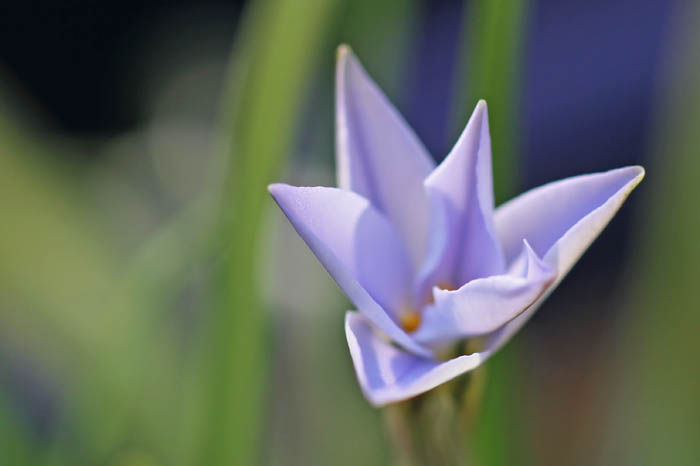 ニラバナ Fukko Photo ニラバナ Fukko Photo