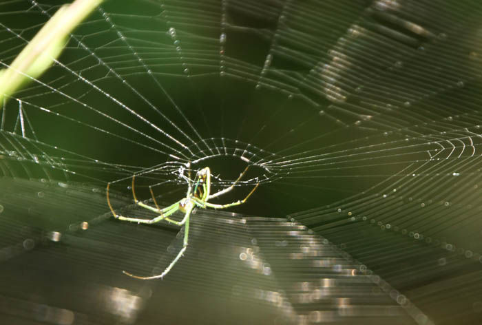 蜘蛛の糸 Fukko Photo