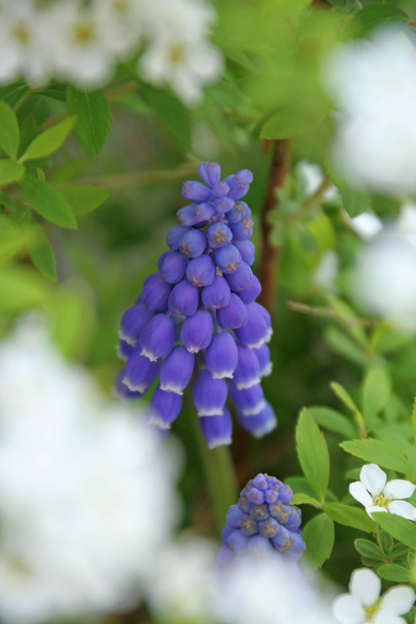 可憐な花 Fukko Photo 可憐な花 Fukko Photo
