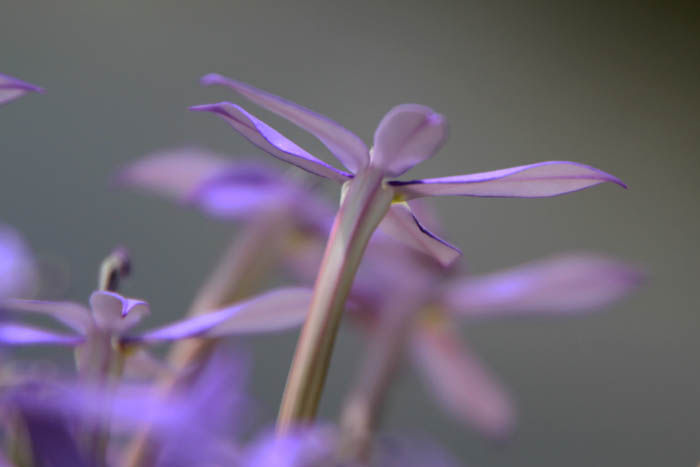 イソトマ Fukko Photo イソトマ Fukko Photo
