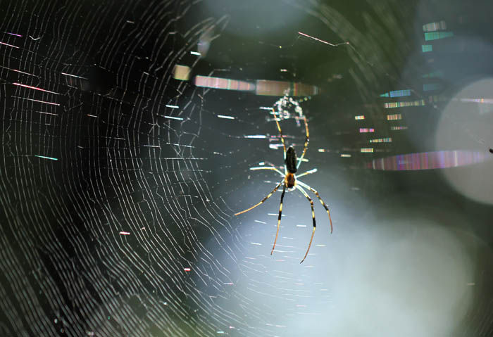 蜘蛛の糸 Fukko Photo