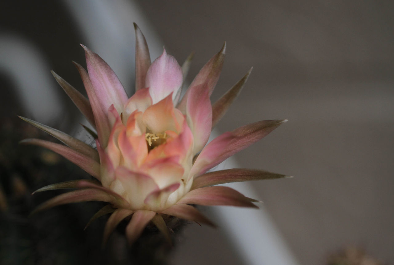 サボテンの花 Fukko Photo サボテンの花 Fukko Photo