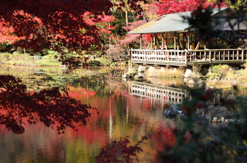 東山植物園　紅葉４