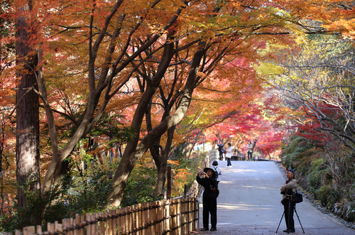 東山植物園　紅葉８