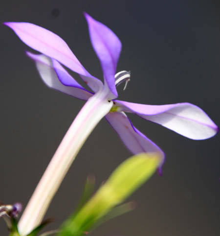 イソトマ Fukko Photo イソトマ Fukko Photo