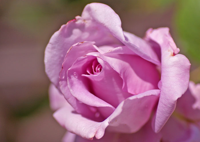 薔薇 ブルームーン Fukko Photo