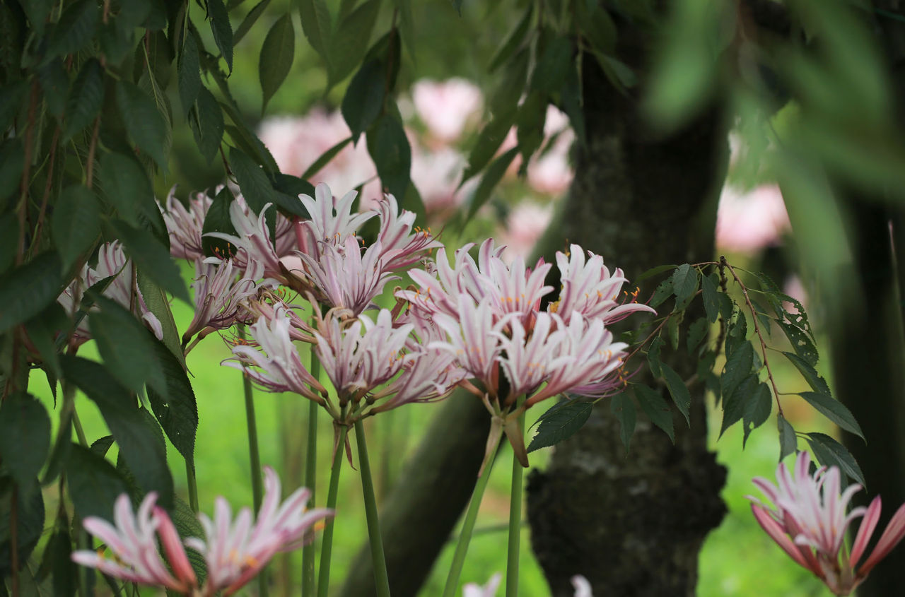 リコリス Fukko Photo