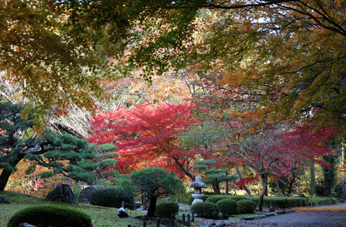 東山植物園　紅葉３