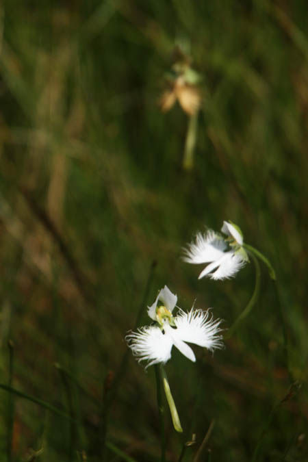 サギソウ Fukko Photo