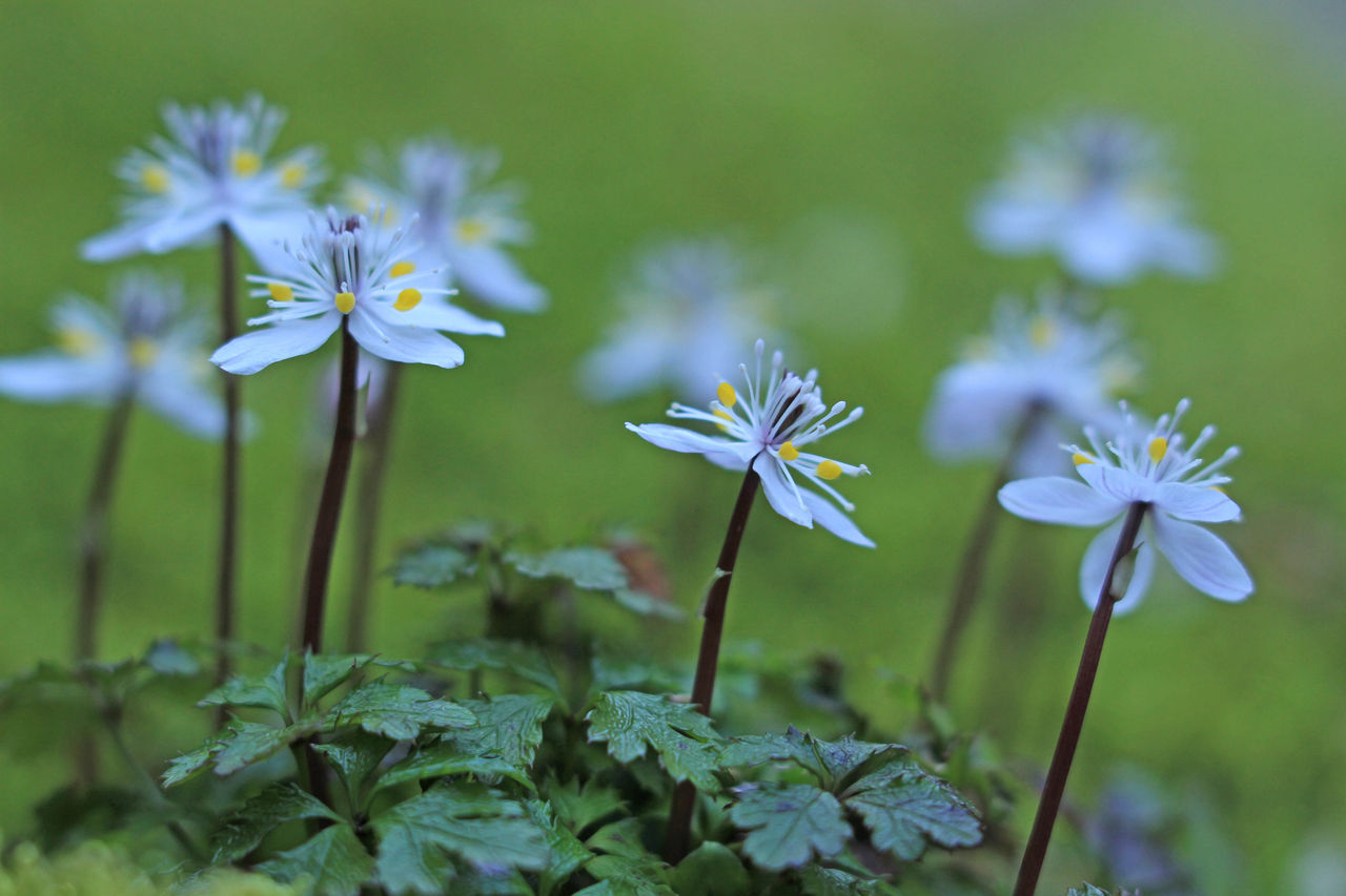 バイカオウレン セリバオウレン Fukko Photo