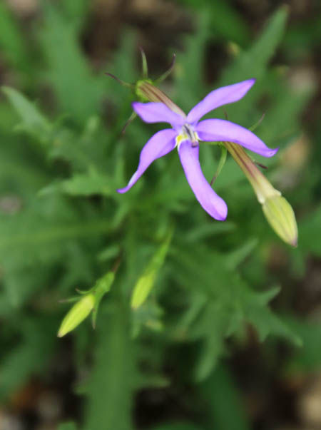 イソトマ Fukko Photo イソトマ Fukko Photo