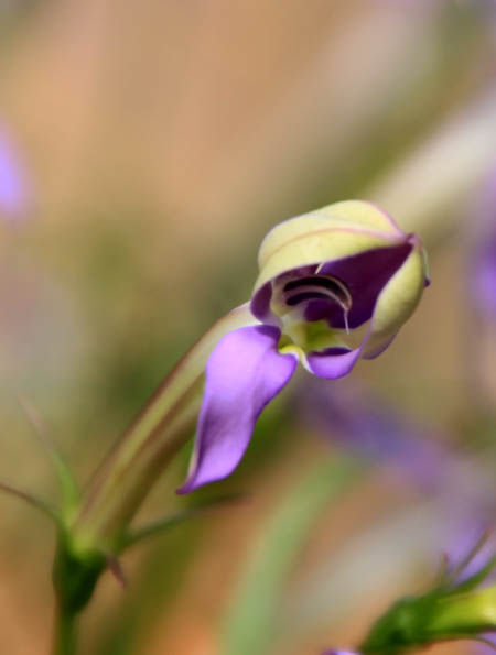 イソトマ Fukko Photo イソトマ Fukko Photo