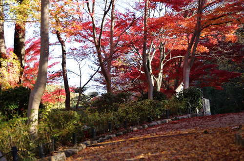 東山植物園　紅葉６