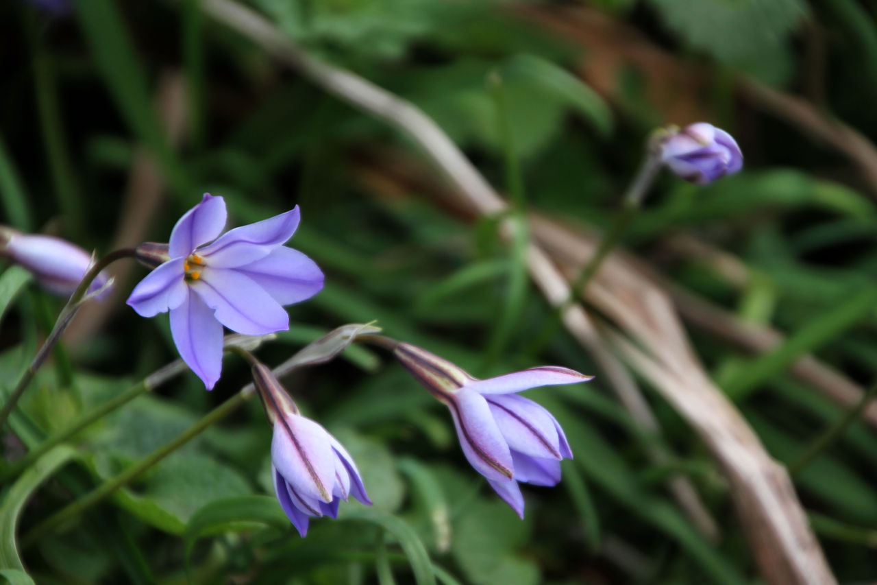 可憐な花 Fukko Photo 可憐な花 Fukko Photo