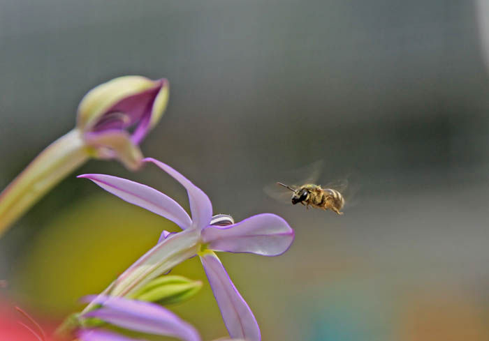 イソトマ Fukko Photo イソトマ Fukko Photo