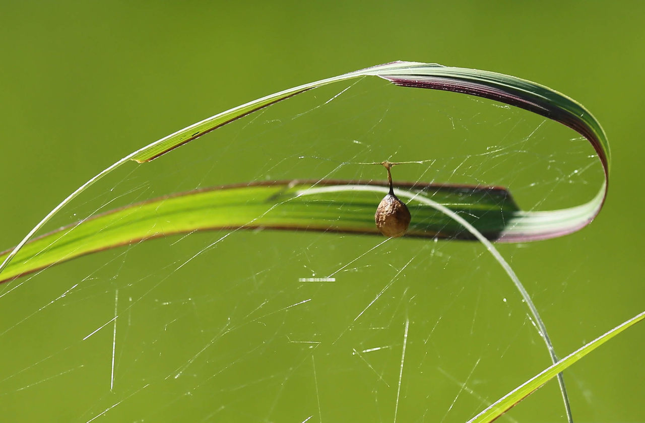 蜘蛛の糸 Fukko Photo