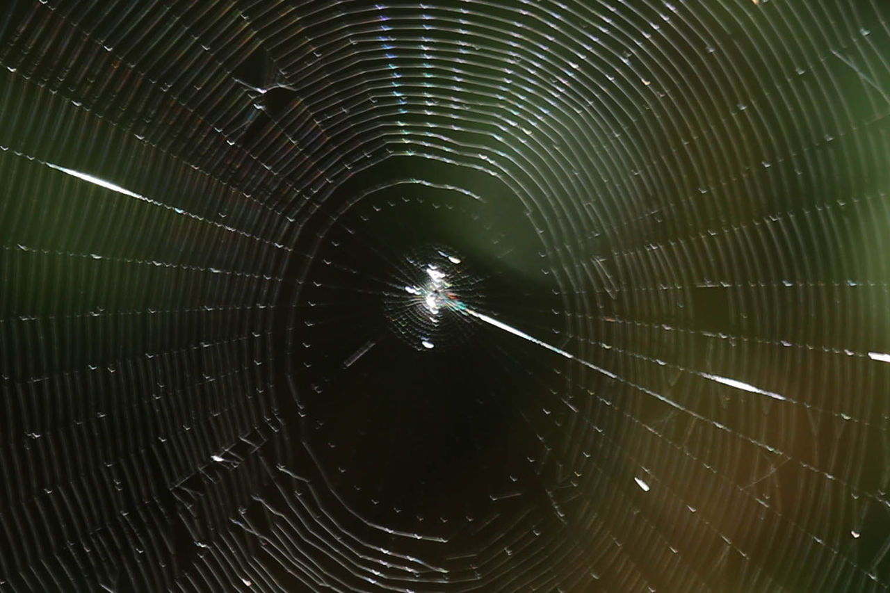 蜘蛛の糸 Fukko Photo