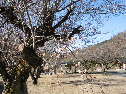 CIMG7245