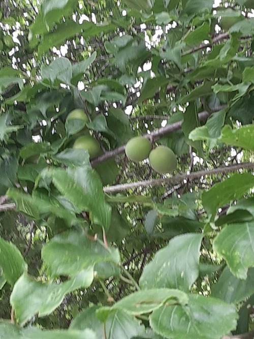 20260610_083529[1]