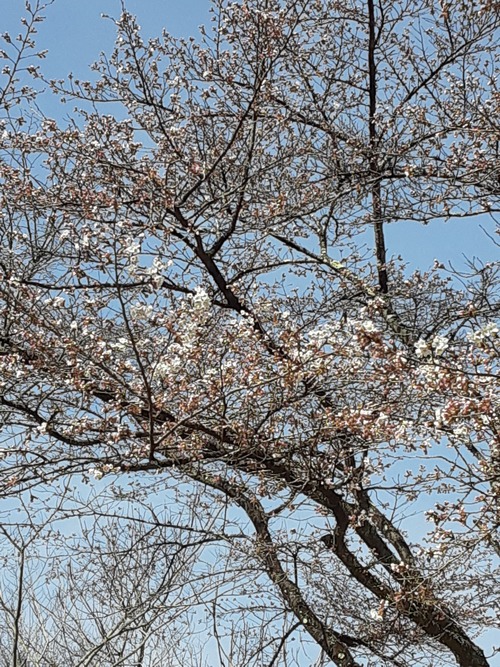20250408_085039[1]