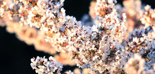 桜7