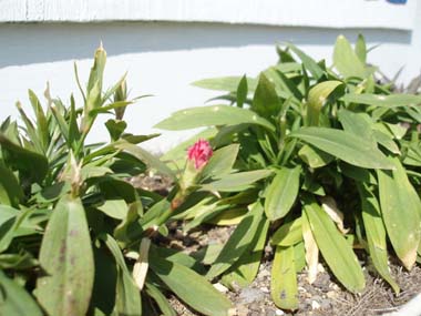 n80325-3.jpg