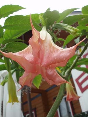 n80723-1.jpg