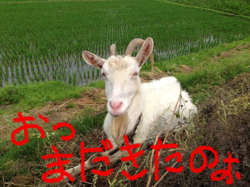 BlogPaint