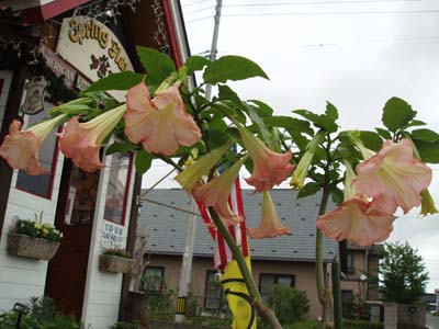 n80728-3.jpg