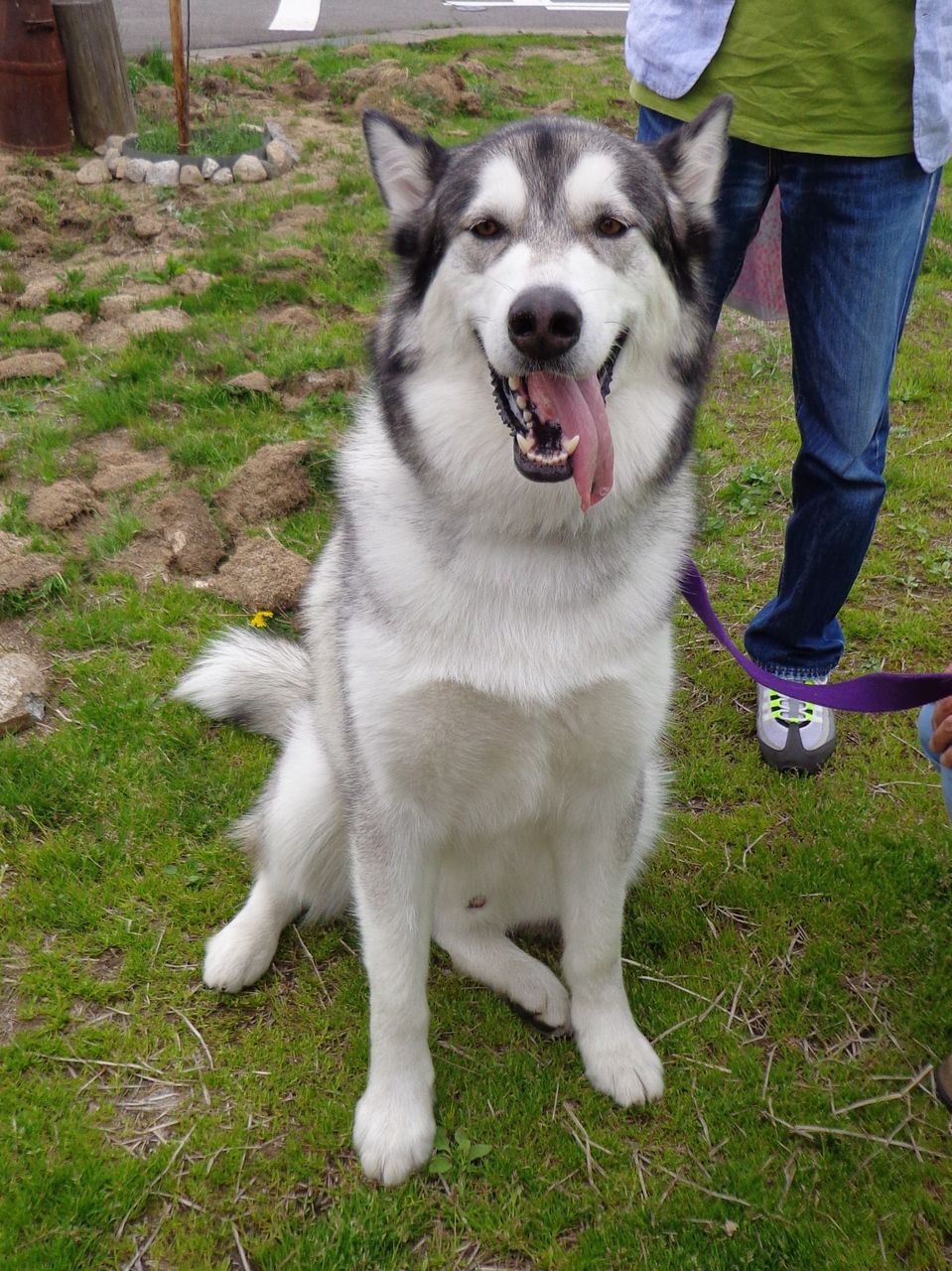 アラスカンマラミュート 食いしん坊な雑貨屋の日記