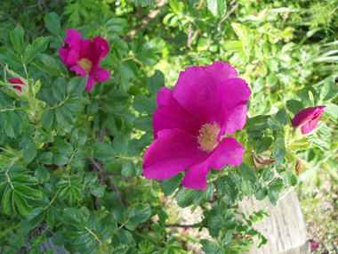 img20070523_4.jpg