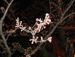 n50417-5.jpg