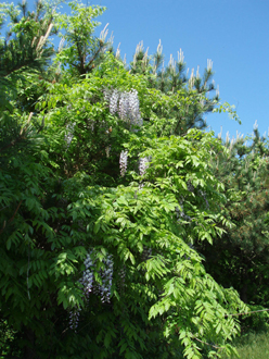 n70521-4.jpg