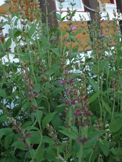 img20070523_3.jpg