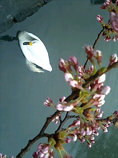 img20070415.jpg