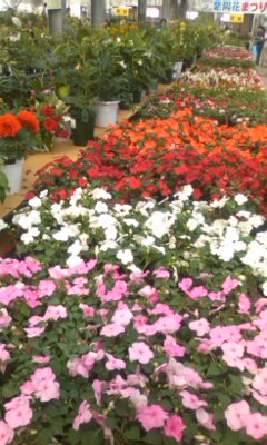 img20090627_1.jpg