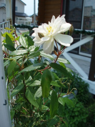 0529-1.jpg