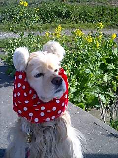 img20070428.jpg