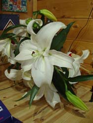 n71231-10.jpg