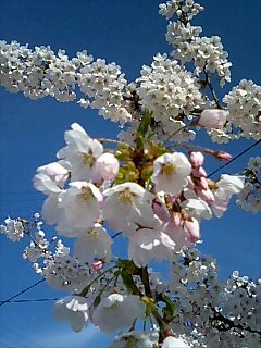 img20070428_1.jpg