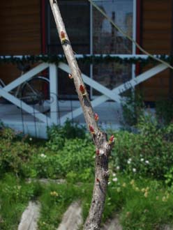 n80518-7.jpg