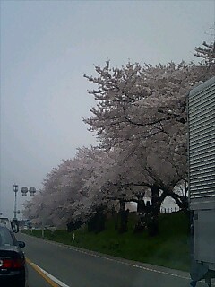 img20080417.jpg