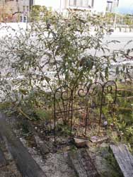 n51026-1.jpg