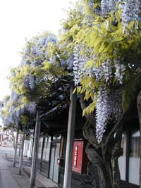 n50523-3.jpg