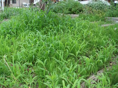n60718-2.jpg
