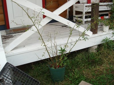 n81021-9.jpg
