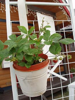 n60619-16.jpg
