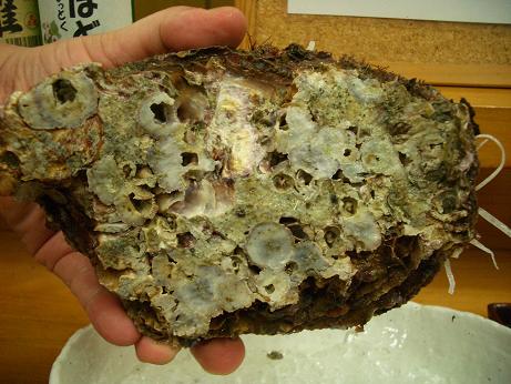 img20070727_9.jpg