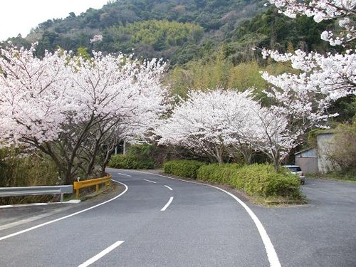 平成25年3月29日撮影 038